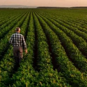 Agriculture