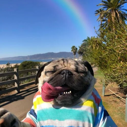 Doug the Pug