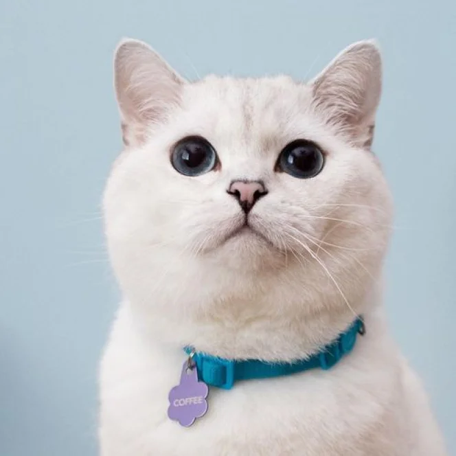 White Coffee Cat