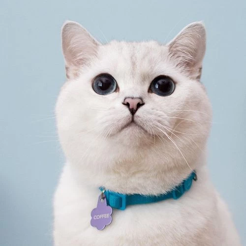 White Coffee Cat