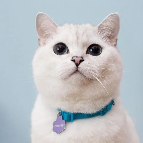 White Coffee Cat