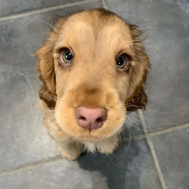 Winnie the Cocker