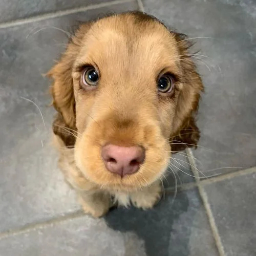 Winnie the Cocker