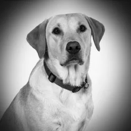 Lando Official Staff Picture