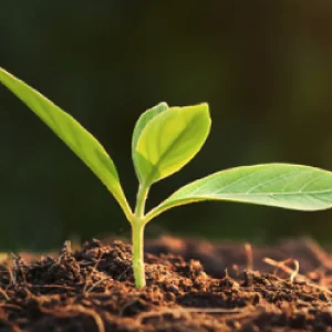 Sustainability